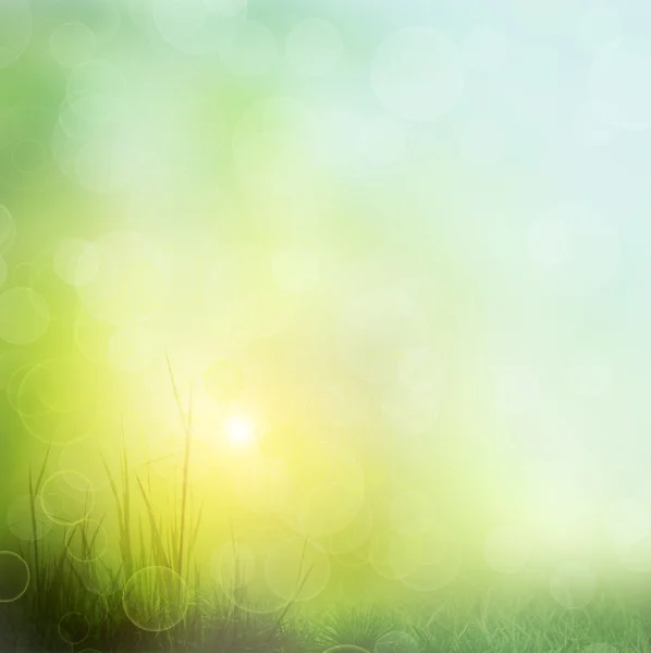 Background of grass. bokeh — Stock Photo, Image