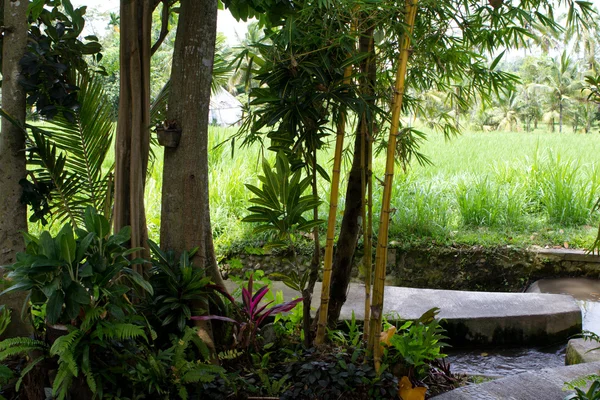Jardín tropical —  Fotos de Stock