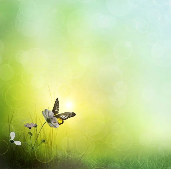 Achtergrond van gras. vlinder aan een bloem — Stockfoto