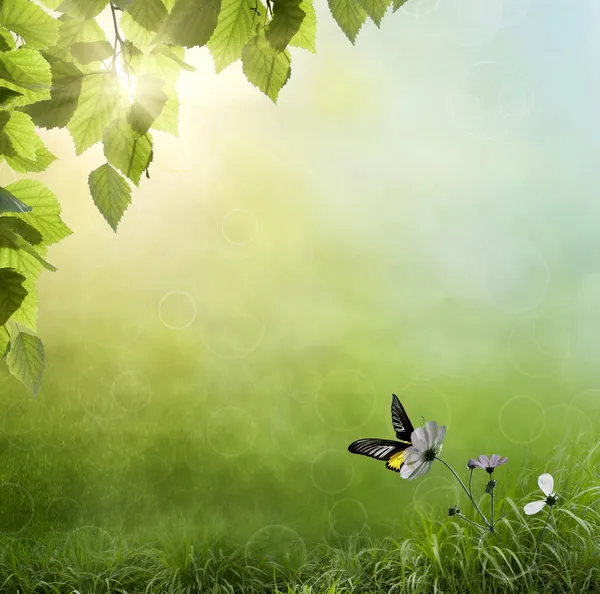 Spring background early in the morning with a butterfly — Stock Photo, Image