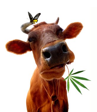 Marijuana and a cow with a butterfly clipart