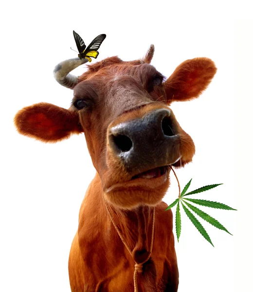 Maconha e uma vaca com uma borboleta — Fotografia de Stock