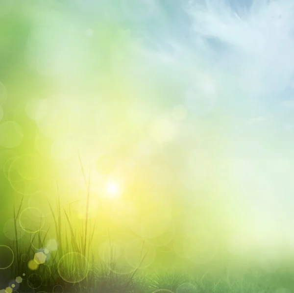 Background of grass. bokeh — Stock Photo, Image