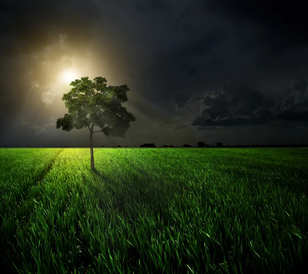 Nacht. ein Baum auf einem Feld — Stockfoto
