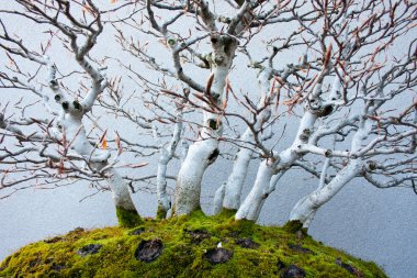 kayın ağacı bonsai