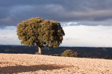 Holm Oak clipart