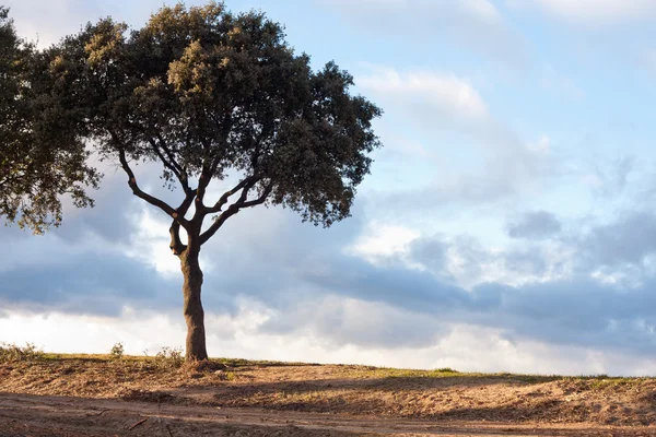 stock image Holm Oak