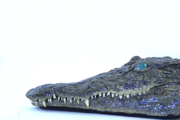 stock image Stuffed head of crocodile