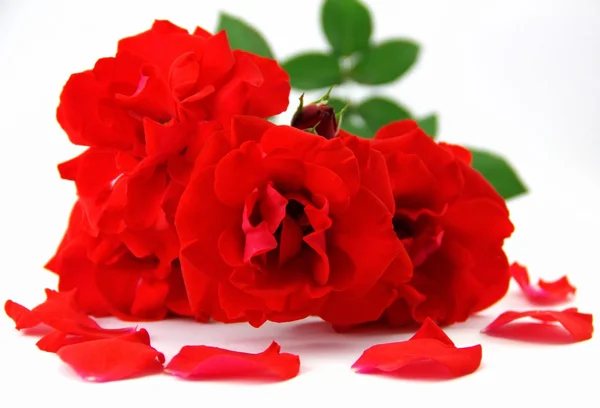 Rosa rossa e petali di rosa — Foto Stock