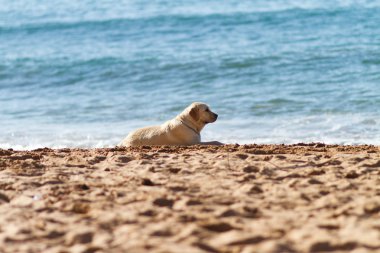 seaside adlı bir köpek