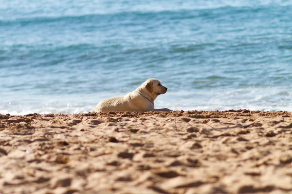 Stock image A dog at seaside