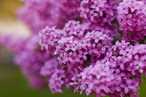 stock image Blooming lilacs