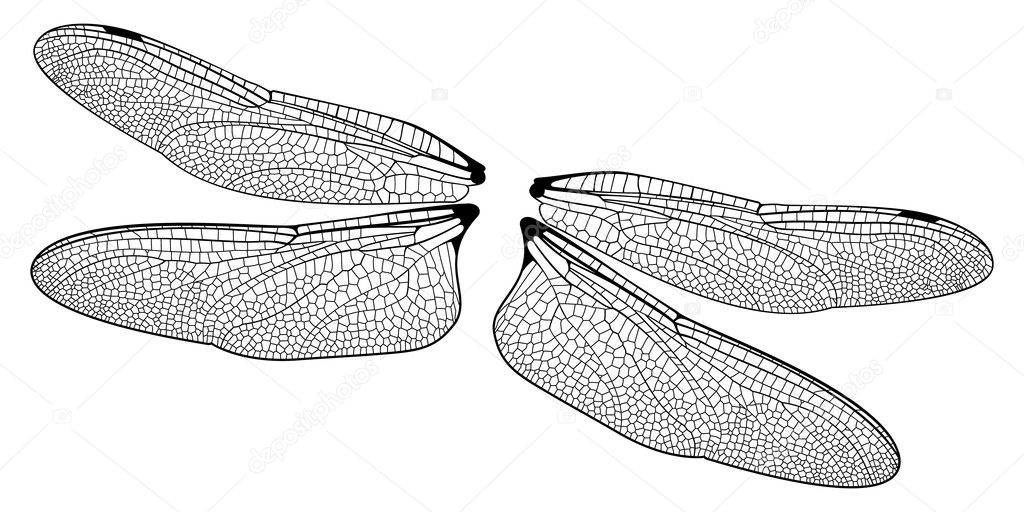 Dragonfly Wings Stock Vector Image by ©JRMurray76 #9209014