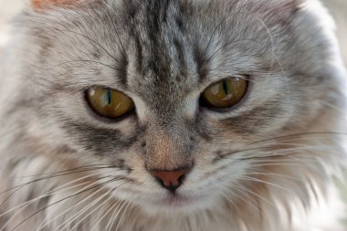 Bir kedinin portresi