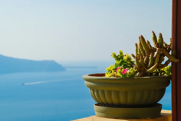 stock image Cactus in pot over sea