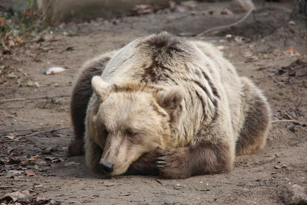 Спящий медведь — стоковое фото