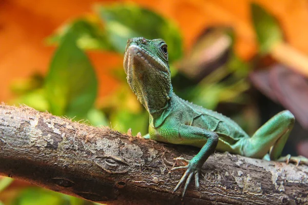 stock image Portrait of green lizard