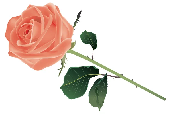 Hermosa rosa — Vector de stock