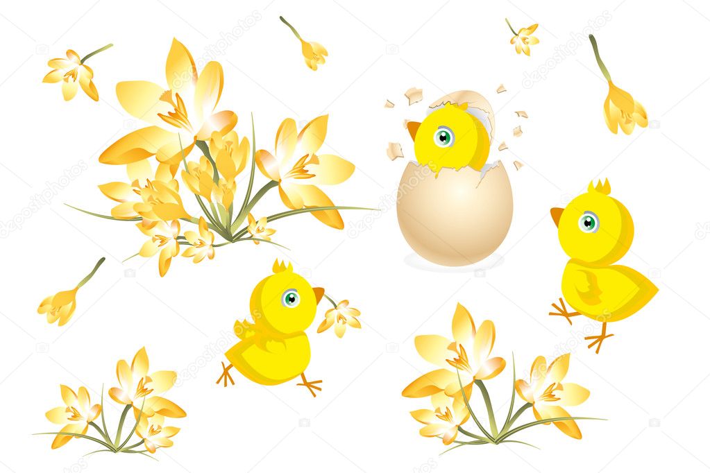 Easter card with cute little chicks and crocus
