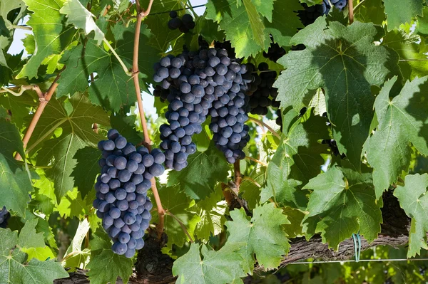 stock image Vineyard