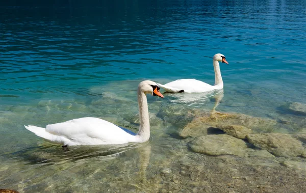 Two swans on the water — Stock Photo, Image
