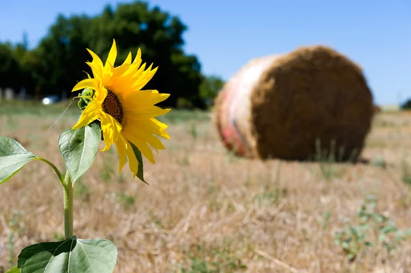 Sunflower on farmland — Stock Photo, Image