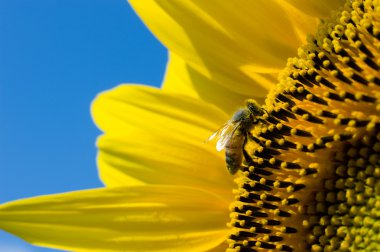 Bee on sunflower clipart