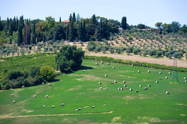 Toscane terres agricoles en Italie — Photo