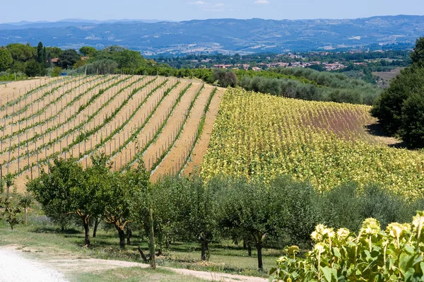 Terreni agricoli in Toscana — Foto Stock
