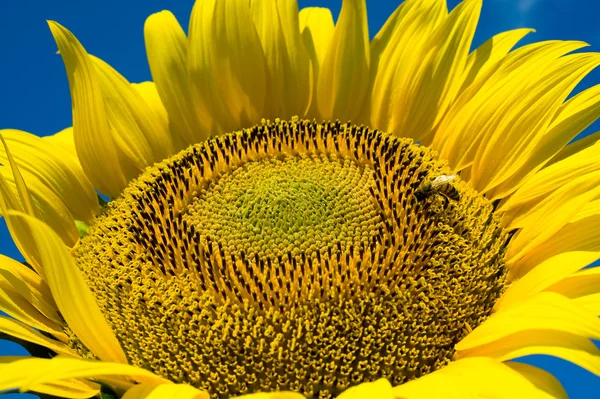 Pszczoła na słoneczniku — Zdjęcie stockowe