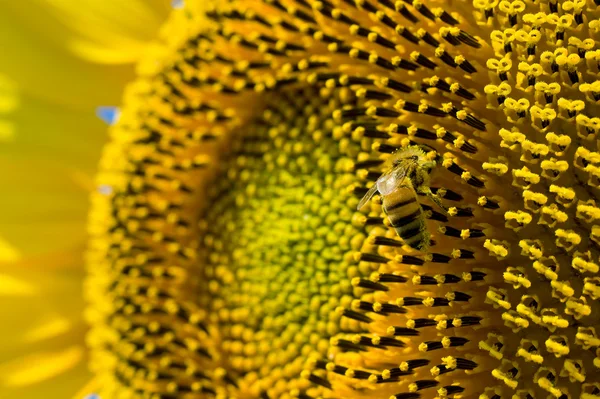 해바라기 위의 벌 — 스톡 사진