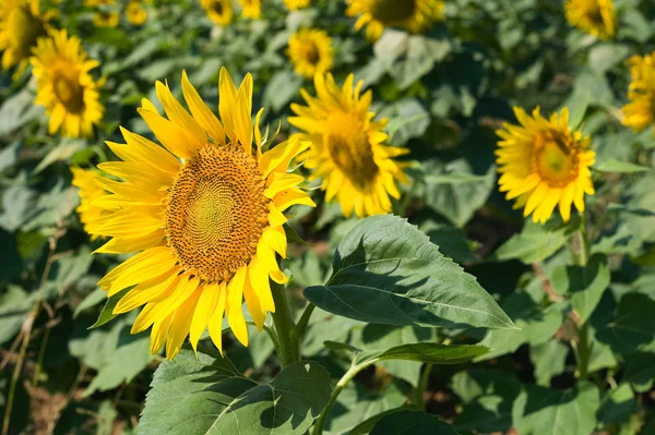 Sunflowerfield — Zdjęcie stockowe