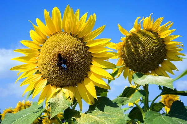 Insect on sunflower — Stock Photo, Image