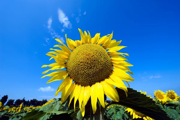 Girasole — Foto Stock