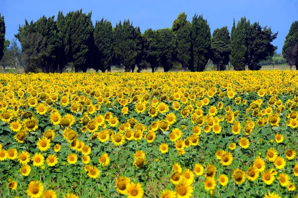 Campo de flores del sol — Foto de Stock