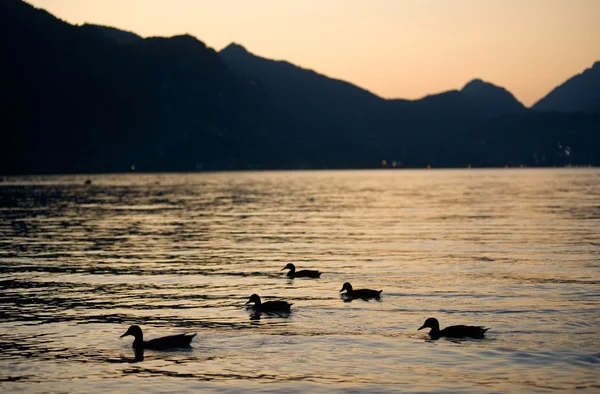 Yüzen ördekler — Stok fotoğraf
