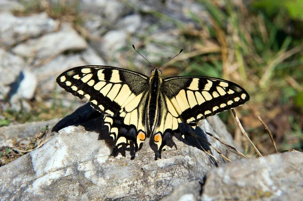 stock image Swallowtail butterfly