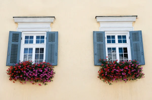 Окна с цветами — стоковое фото