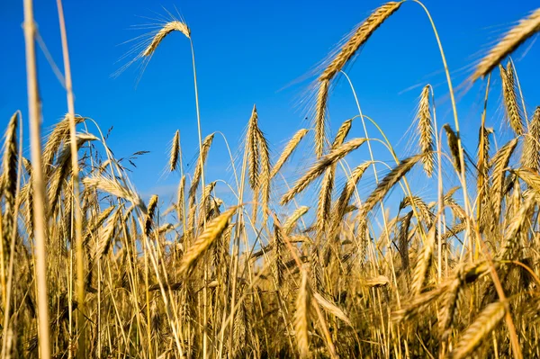 stock image Cornfield