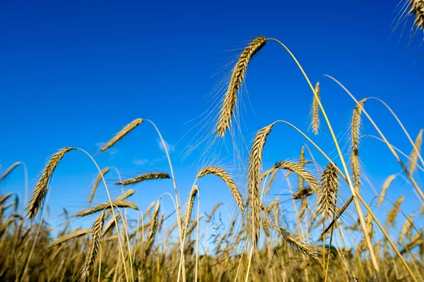 stock image Cornfield