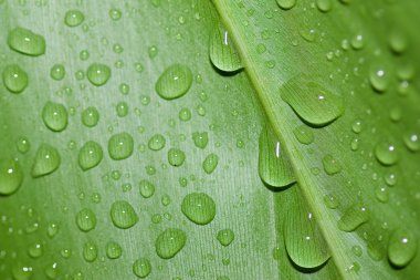 Fresh water droplets on leaf close up as in after rain clipart