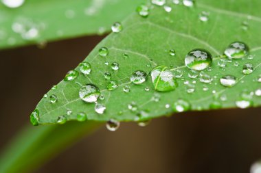 yağmur sonrası gibi tatlı su damlacıkları yaprak üzerinde kapat