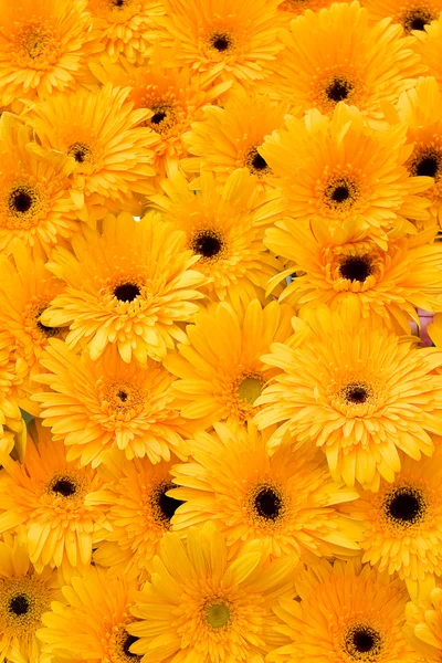 Orange pot marigold — Stock Photo, Image