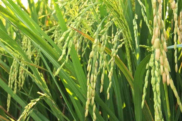 Ucho ryżu — Zdjęcie stockowe