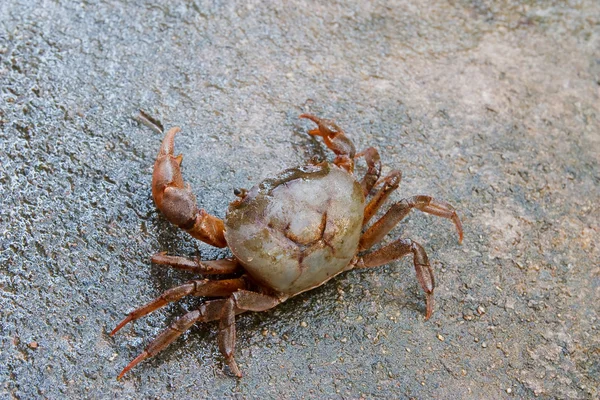 Thai crab. — Stock Photo, Image