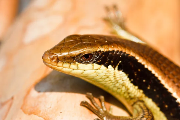 Lizard ,thailand — Stock Photo, Image