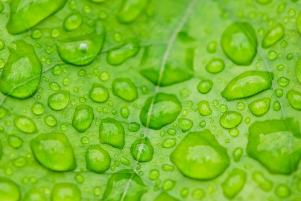 Kropelki wody słodkiej na liść z bliska jak po deszczu — Zdjęcie stockowe