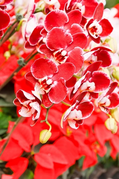 Orquídea en el jardín en Tailandia — Foto de Stock