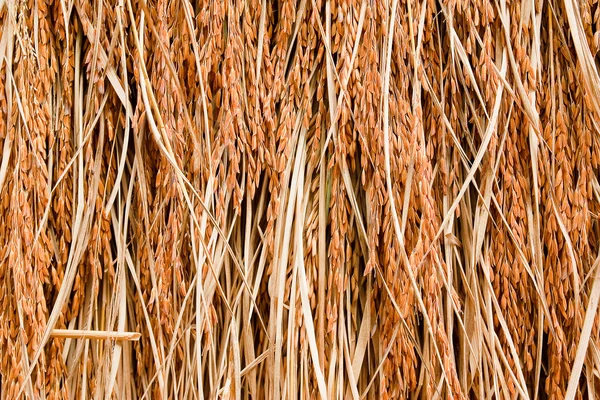Close up of rice seed on rice plant — Stock Photo, Image