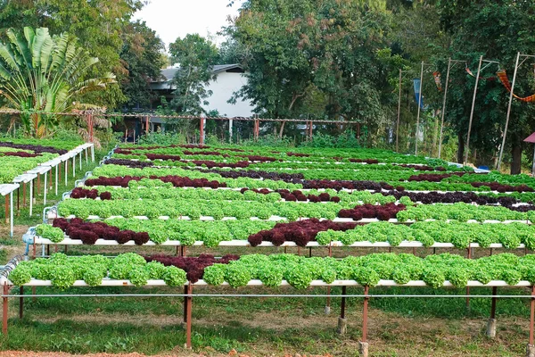 Campo de salada fresca e saborosa / plantação de alface — Fotografia de Stock